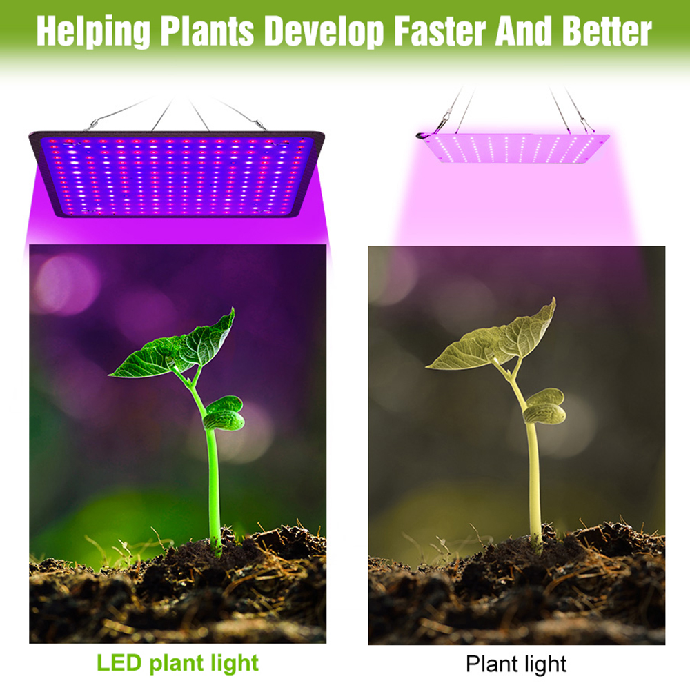 400W LED Grow Light Full Spect – Echeveria Succulent recenzja i cena