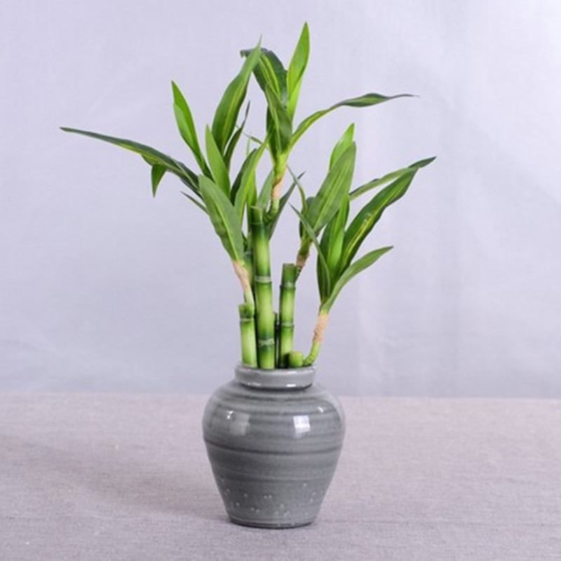 New 40cm rFtificial Lucky Bamb – Echeveria Succulent recenzja i cena