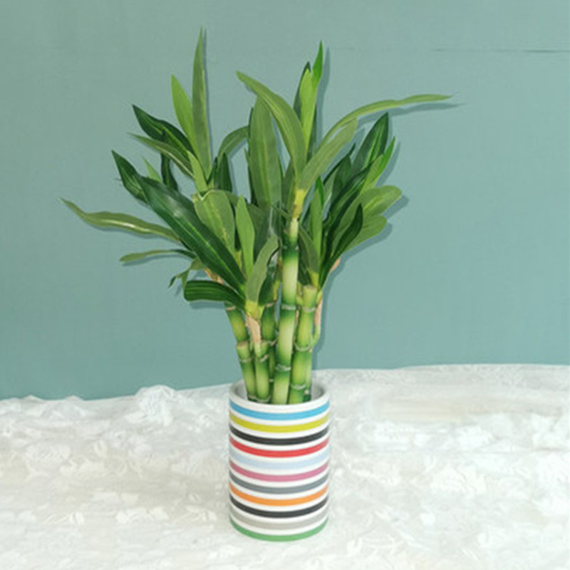 New 40cm rFtificial Lucky Bamb – Echeveria Succulent recenzja i cena