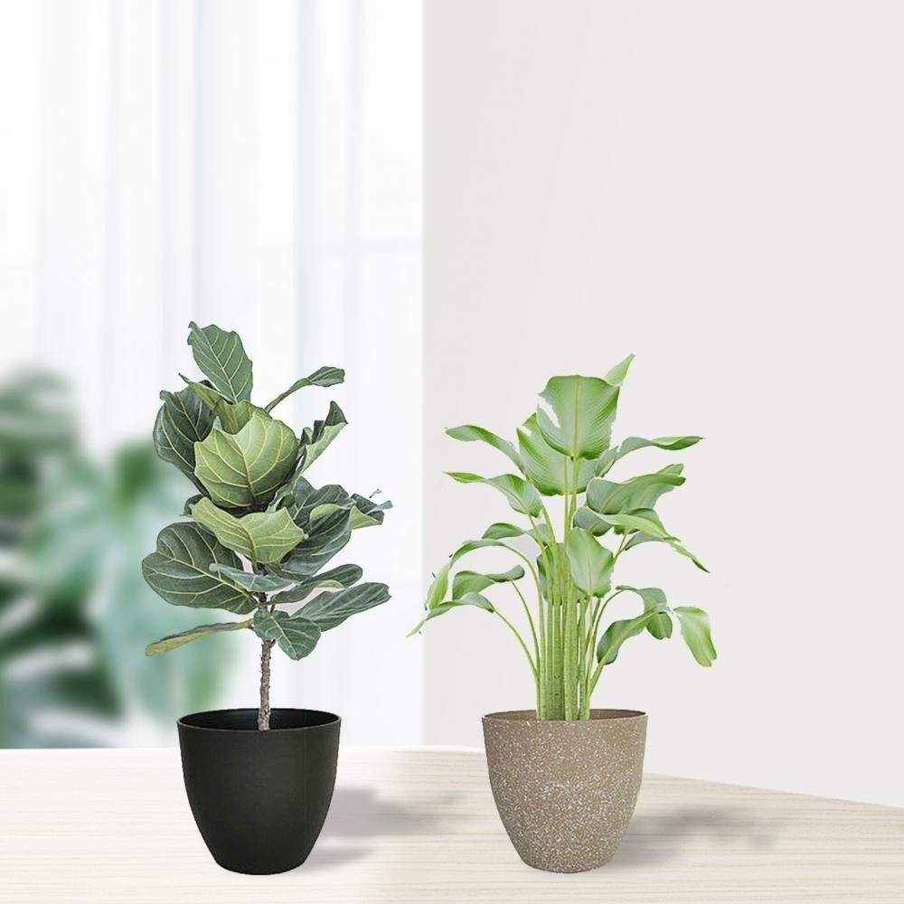 Frosted Imitation Stone Flower – Aloe Vera Pot recenzja i cena