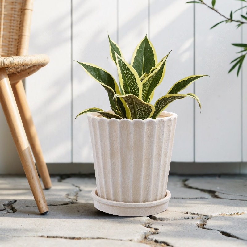 8 Inch Shell Planter Cream Cer – Aloe Vera Pot recenzja i cena