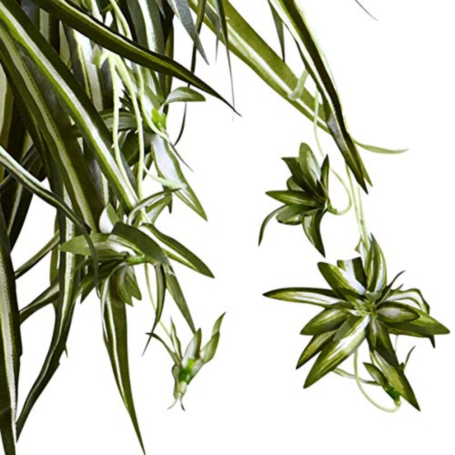Spider Plant Hanging Basket fo – Spider Plant Hanging recenzja i cena