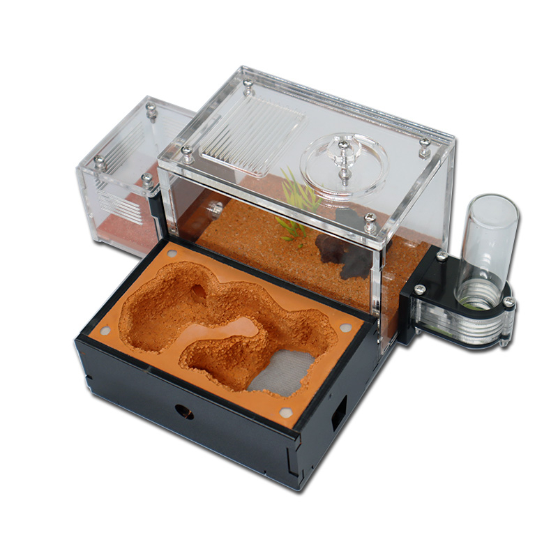Yellow Soil Ant Farm with Exte – Begonia Rex recenzja i cena