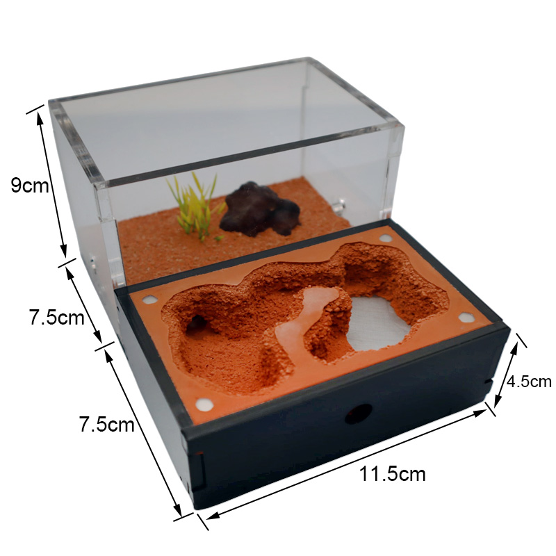 Yellow Soil Ant Farm with Exte – Begonia Rex recenzja i cena