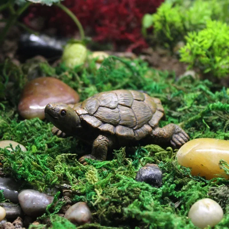 Simulation of Small Turtle Res – Echeveria Succulent recenzja i cena