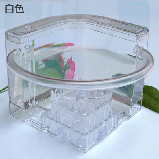 Ant Workshop Roller Coaster Ec – Begonia Rex recenzja i cena