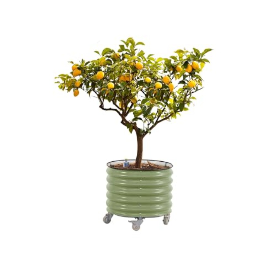 Self-Watering Rolling Metal Ci – Aloe Vera Pot recenzja i cena